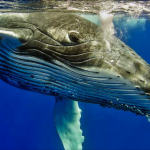 Ballenas más grandes del mundo comen tres veces más de lo que se creía