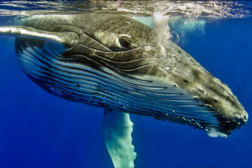 Ballenas más grandes del mundo comen tres veces más de lo que se creía