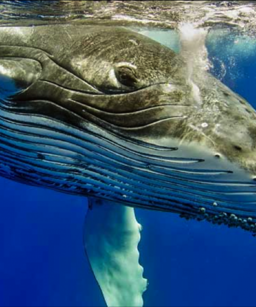 Ballenas más grandes del mundo comen tres veces más de lo que se creía