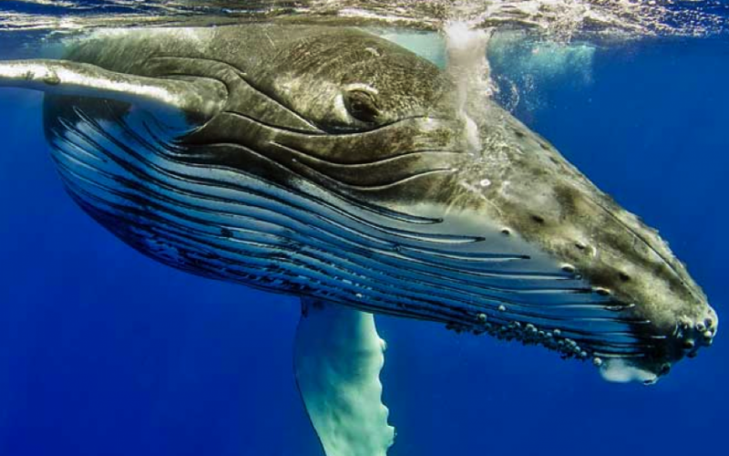 Ballenas más grandes del mundo comen tres veces más de lo que se creía